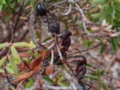 Camponotus intrepidus