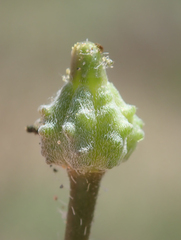 Kallstroemia californica