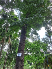 Swietenia macrophylla