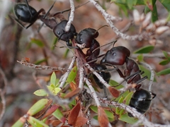 Camponotus intrepidus