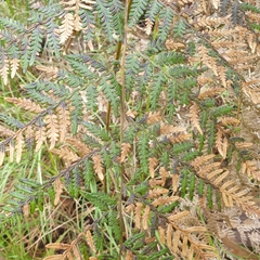 Pteridium esculentum