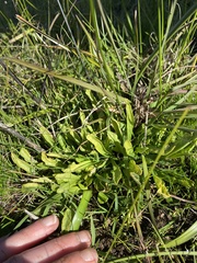 Ptilotus macrocephalus