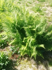 Athyrium filix-femina