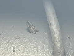 Pococera asperatella