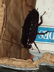 Periplaneta fuliginosa