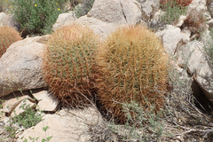 Ferocactus cylindraceus