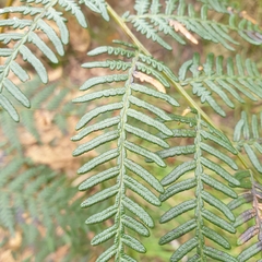 Pteridium esculentum