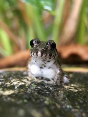 Fejervarya kawamurai