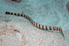 Emydocephalus orarius