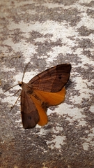 Mellilla xanthometata