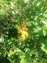 Solidago virgaurea
