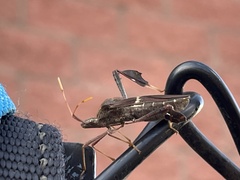 Leptoglossus zonatus