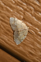 Nematocampa resistaria