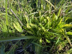 Ptilotus macrocephalus