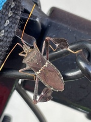 Leptoglossus zonatus