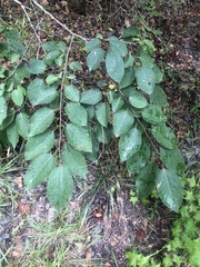 Diospyros virginiana