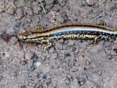 Eurycea guttolineata