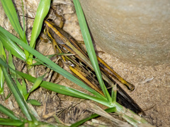 Schistocerca americana
