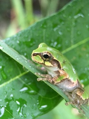 Hyla japonica