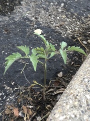 Solanum lycopersicum
