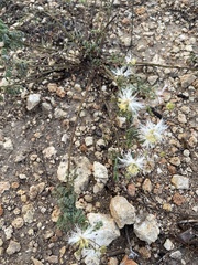 Desmanthus velutinus