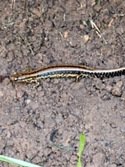 Eurycea guttolineata