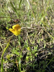 Ranunculus robertsonii