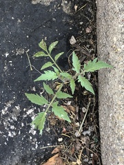 Solanum lycopersicum