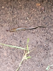 Eurycea guttolineata