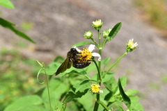 Xylocopa tranquebarorum