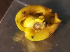 Artabotrys hexapetalus