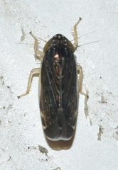 Planicephalus