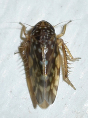 Xestocephalus