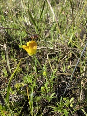 Ranunculus robertsonii