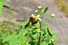 Xylocopa tranquebarorum