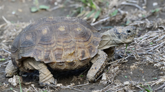 Gopherus berlandieri