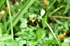Xylocopa tranquebarorum