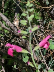 Salvia lemmonii