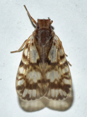 Bothriocera drakei
