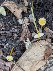 Mycena crocea