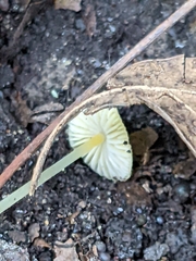 Mycena crocea