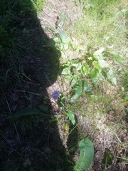 Bistorta officinalis