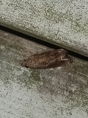 Epiblema abruptana