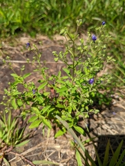 Trichostema dichotomum