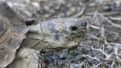 Gopherus berlandieri