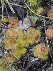 Drosera aberrans