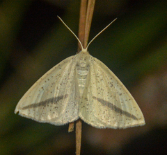 Lychnosea intermicata