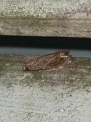Epiblema abruptana