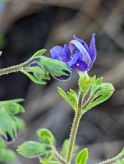 Trichostema dichotomum