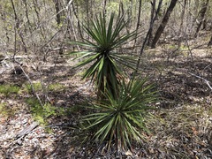 Yucca aloifolia